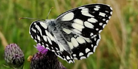 Nature Under Our Noses - Butterflies of South London tickets
