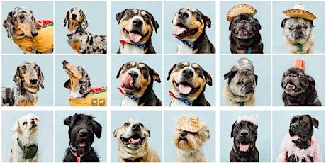 The Mercer Group Presents : Yappy Hour - A Pet Portrait Event tickets