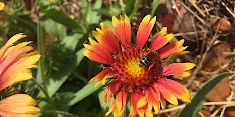 Lunch & Learn: Pollinators (6/1: online and 6/2: in person) tickets