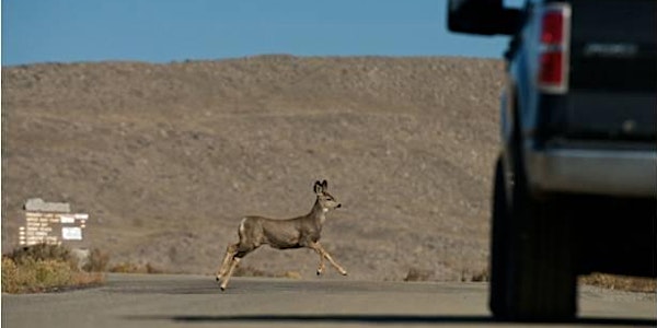 Wyoming's Wildlife and Roadways Summit