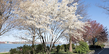 Hudson River Park Spring Walk