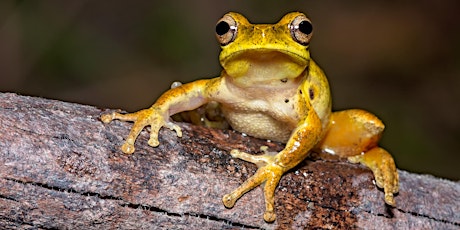 NaturallyGC The Life of Frogs (spotlight)