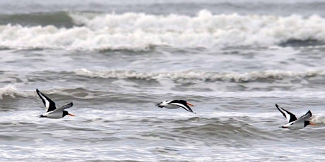 SeaScapes: Teesmouth Coastal Birds tickets