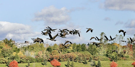 Basics To Birding Nature Walk At Downsview Park tickets