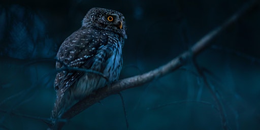 Nocturnal Wildlife 101: Things That Go Bump in the Night
