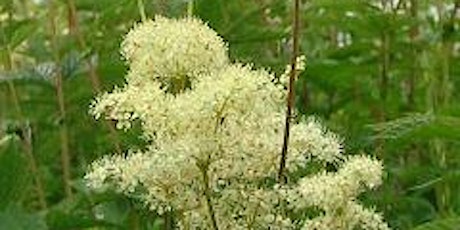 Meadowsweet Grassland Management at Orley Common tickets