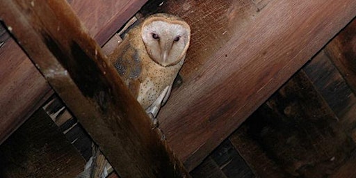 Barn Owl Project