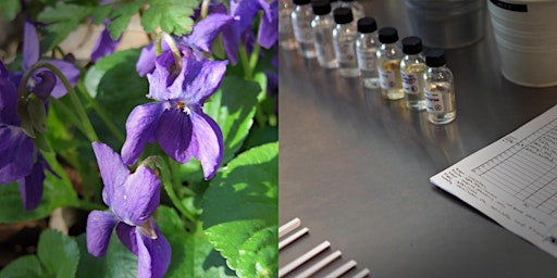 Violet and Orris Perfume Accords (Month 6, June) (online) primary image