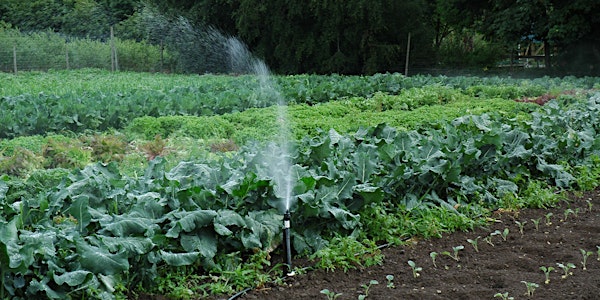 Okanagan Field Day > Field Vegetables: Irrigation Management