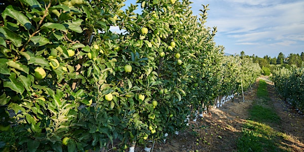 Okanagan Field Day > Tree Fruits: Irrigation Management for Dry Conditions