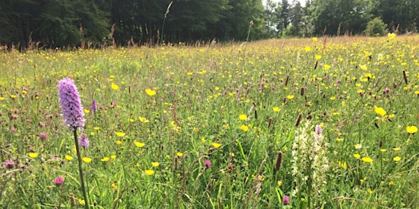 How to Make a Wildflower Meadow