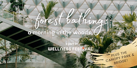 Forest Bathing: a morning in the woods