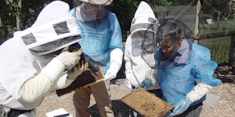 Bees: Focused Hands-on Beekeeping Course primary image