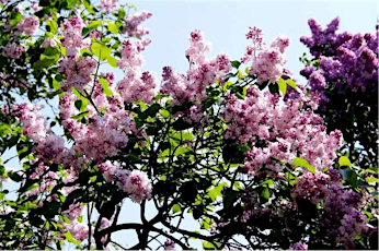 Lilac garden Special tickets