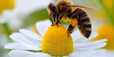 Bee Aware - Learn about Bees! primary image