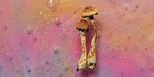 Psychedelics & Mental Health: Are They The Future of Treatment?
