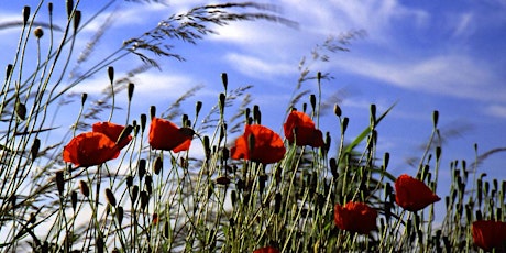 CANCELLED! Commemorating WW1 in Museums primary image