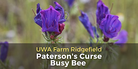 Paterson's Curse Busy Bee at UWA Farm Ridgefield tickets