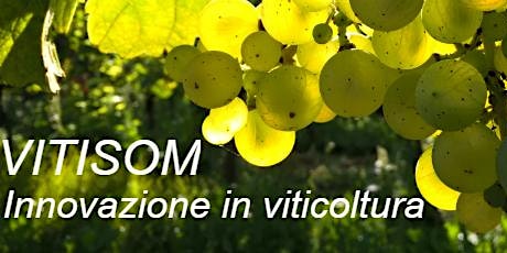 Immagine principale di VITISOM: un progetto LIFE per sostenere l'Innovazione in viticoltura 