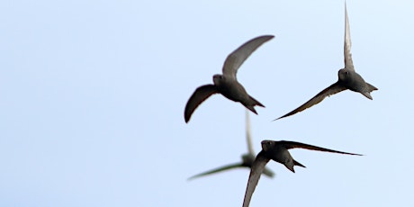 A Concert for Swifts primary image