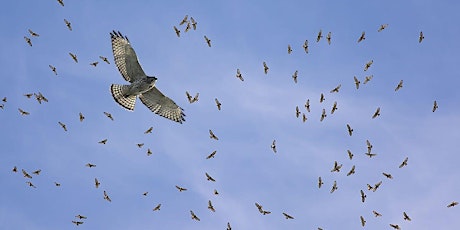 Autumn Skies – Hawk Migration at Lake Erie Metropark Webinar