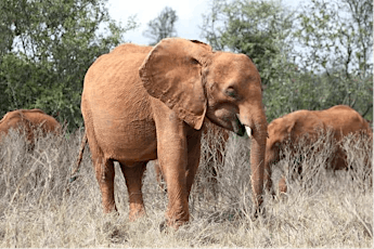 A tour of the Elephant Nursery tickets