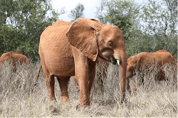 A tour of the Elephant Nursery