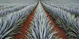 Wine Education: AGAVE (Tequila, Mezcal & Beyond)