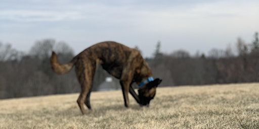 July Intro to K9 Nose Work in Jamaica Plain