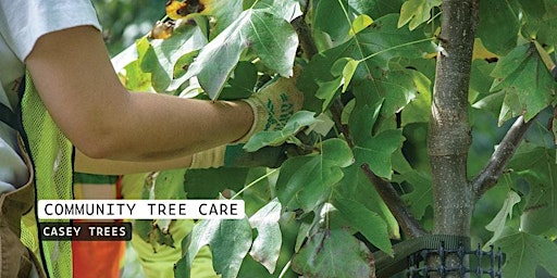 Community Tree Care: Temple of Praise