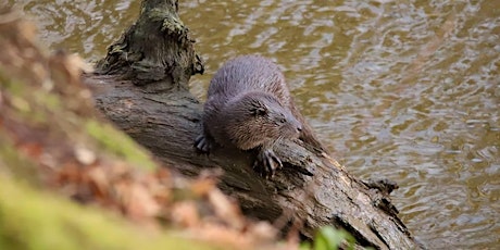 Imagem principal de World Otter Day Celebration