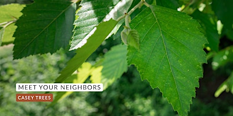 Meet Your Neighbors: Celebrate Pollinator Week with Casey Trees