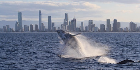 NaturallyGC Whales in the City (adult) tickets