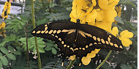 Tour of The Water Conservation Garden and Butterfly Release tickets