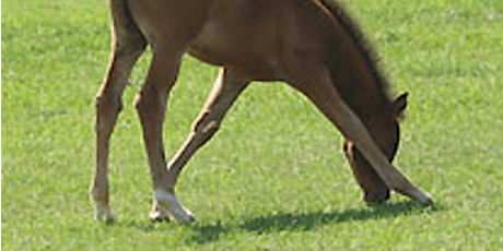 Equine Laterality and its Effect on Equine Health & Performance tickets