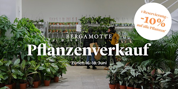 Bergamotte Pflanzenverkauf // Zürich