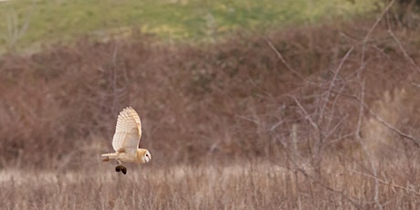 Whoo is out Hunting? Noctural Owls in Terra Nova Park! primary image