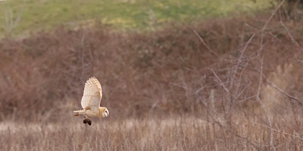Whoo is out Hunting? Noctural Owls in Terra Nova Park!