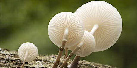 Woodland fungi in autumn