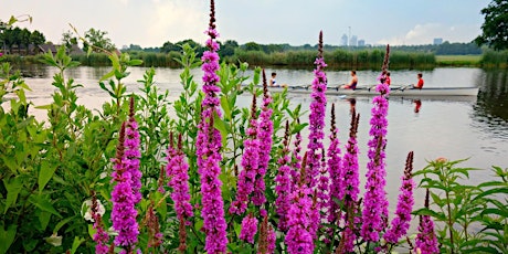 Purple Loosestrife Removal at Crosswinds Marsh tickets