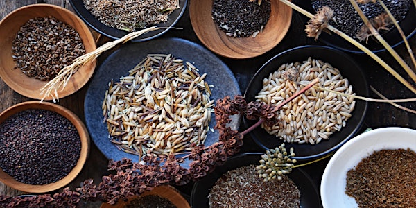 Foraging - Edible Wild Seeds and Grains