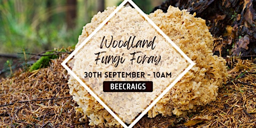 Woodland Fungi Forage