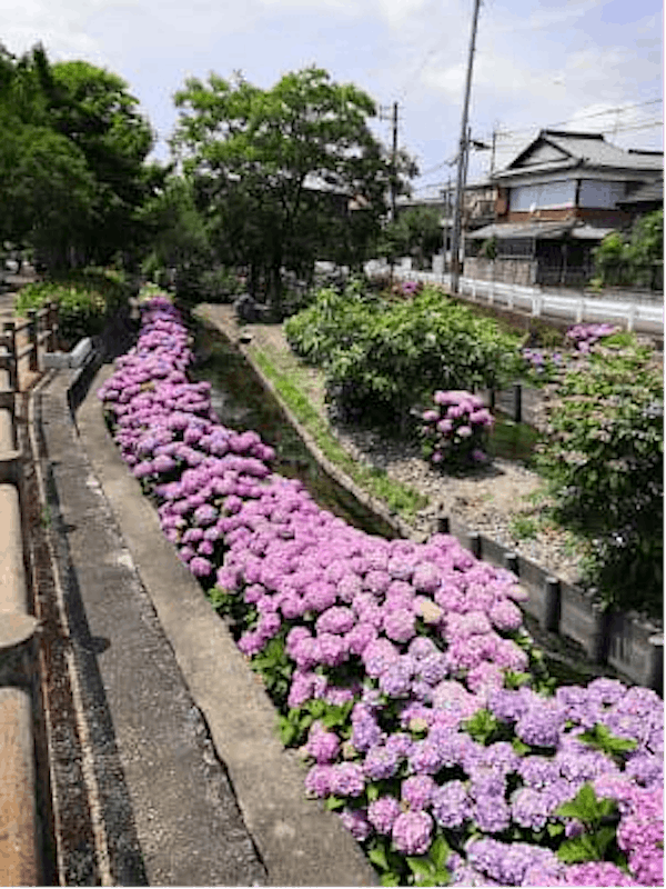 Walk Alongside Moriyama's Beautiful Hydrangea Lined Street 
