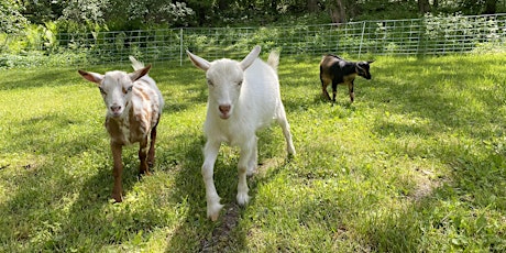 Kids & Caregivers Goat Yoga tickets