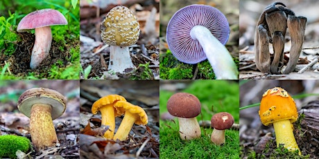 Guided Mushroom Walk: Early Summer Mushrooms