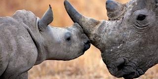 Rhino Wars