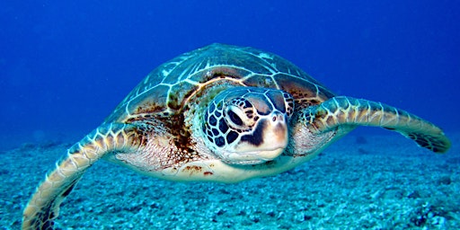 NaturallyGC Kids-Private Life of Marine Turtles