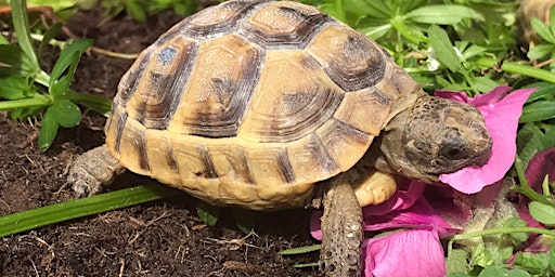 Open Day Tortoise Mini Health Checks