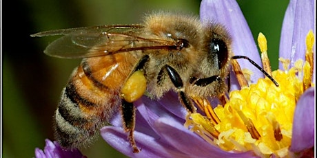 3 Day Training Course for Beginner and Intermediate Beekeepers primary image