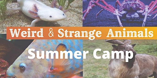 Weird and strange animals Summer Camps